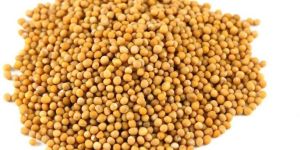 Yellow Mustard Seeds