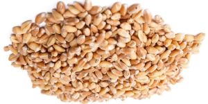 Wheat Seeds