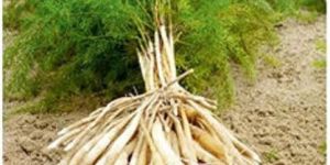 Shatavari Roots