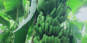 Fresh Raw Green Banana