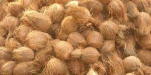 Solid Semi Husked Coconut