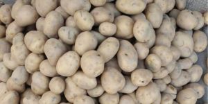 Fresh Potato