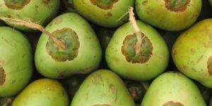 Fresh Tender Coconut