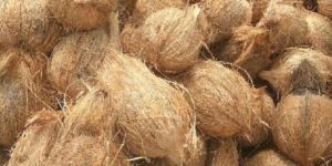 Semi Husked Coconut