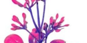 Neembu Moti Fast Blue Fast Pink - Artificial Plant Fillers