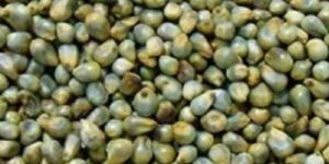 Green Millet Seeds