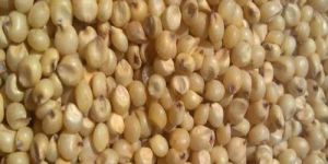 Jowar Seeds