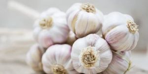 Organic White Garlic