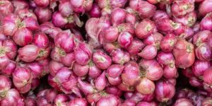 Small Size Red Onion