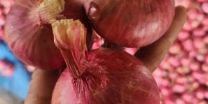 Fresh Red Onion