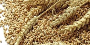Wheat