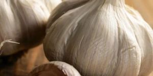 Garlic