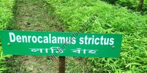 Dendrocalamus Strictus Bamboo Plants