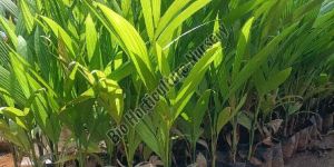 Areca Nut Plant