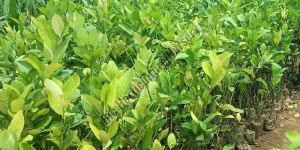 Assam Lemon Plant