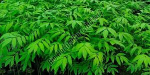 Neem Plant