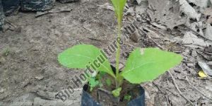 Teak Plant