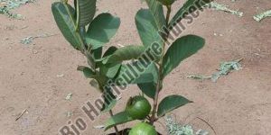 Guava Plant