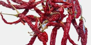 Syngenta 5531 Dry Red Chilli