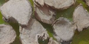 Kapoor Kachri Zedoary Root