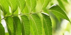 Veppilai / Neem Leaves Dried (Raw)