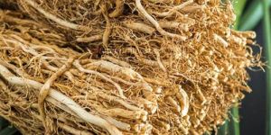 Vetiver / Coleus Vettiveroides Root Powder