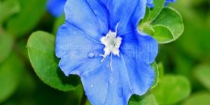 Slender Dwarf Morning Glory Powder