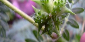 Yanai Nerunjil Caltrops Powder