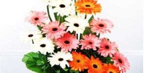 Vibrant Cheering Gerberas with Basket