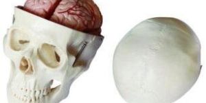 8 Part Brain Skull Model