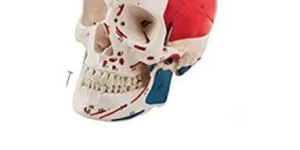 Skull Painted Muscles Model