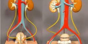Urinary System Model