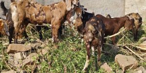 Live Sirohi Goats