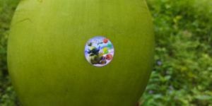 Tender Coconut Water