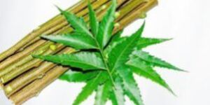 Fresh Twigs Chewable Neem Datun