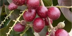 Red Ruby Longan Plant