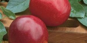 Santarosa Plum Plant