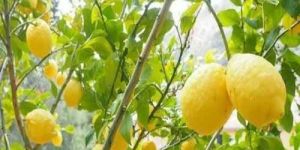 Seedless Lemon Plant