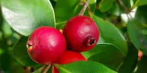 Strawberry Guava Plant