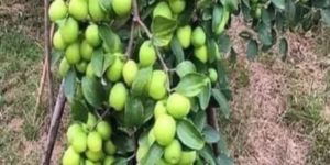 Thai Apple Ber Plant