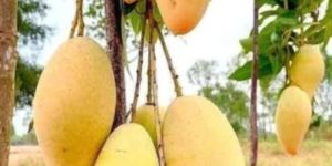 Thai Katimon Mango Plant