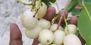 THAI WHITE JAMUN PLANT