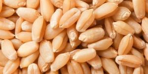 Wheat Seeds