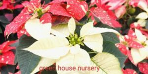 Poinsettia Plant
