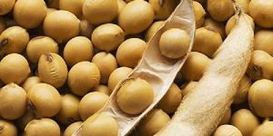 Pure Soybean Seeds