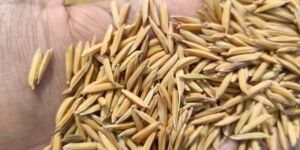 Basmati Paddy Seeds
