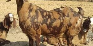 Sirohi Female Goat