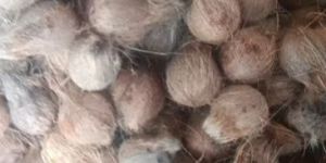 Semi Husked Coconuts