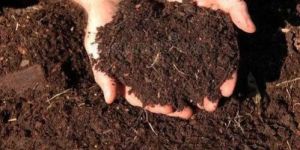 Organic Manure