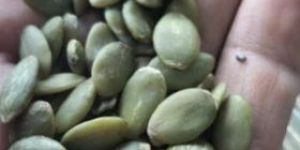 Pumpkin Seeds